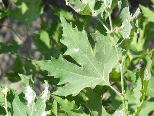 Di che albero si tratta?